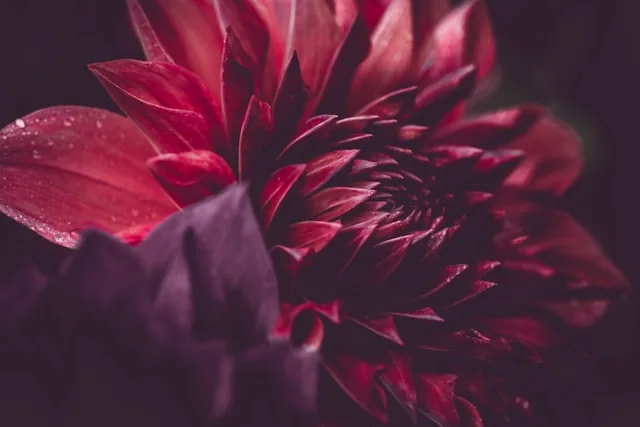 Dahlia 3