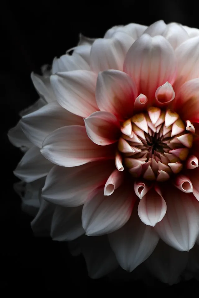 Dahlia 1