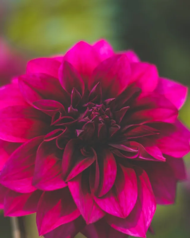 Dahlia in bloom